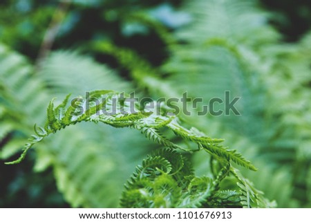 bright green fern leaves large plenum