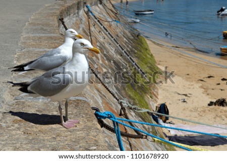 Seagulls chilling on the coast after an easy snack