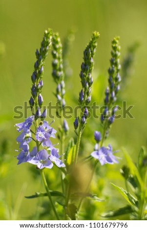 Veronica prostrata is a low light blue blooming plant of sunny hills, a mountain flower.