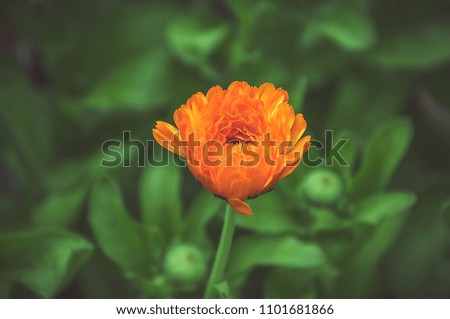 orange healing flowers of calendula