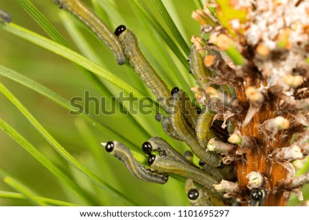 Many pests caterpillars with black heads eat pine tree - Macro Photography