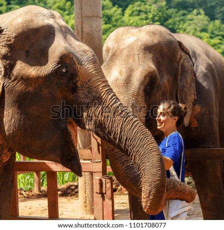 Girl caresss two elephants at sanctuary in Chiang Mai Thailand
