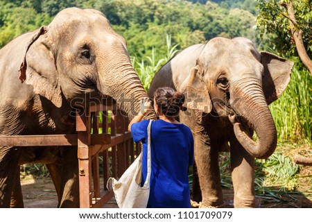 Girl wiht bananas in her hand feeds an elephant at sanctuary in Chiang Mai Thailand