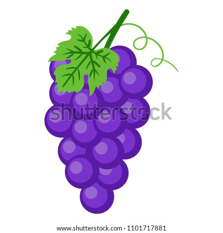 Purple Grapes Illustration - Bunch of purple grapes with stem and leaf isolated on white background Royalty-Free Stock Photo #1101717881