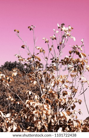 capture of static nature with pink tones
