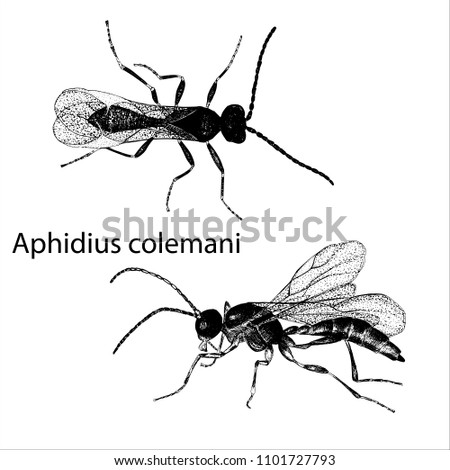 Hand drawn sketch of wasp Aphidius in ink on white background. Vector illustration.