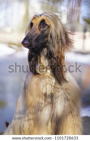 The portrait of an Afghan hound posing outdoors in spring city park