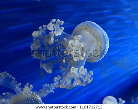 White Blue Medusa