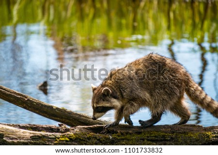 raccoon walking on fallen tree floating on the lake Royalty-Free Stock Photo #1101733832