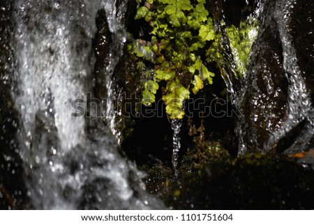 Forest Stream Flowing Over Lush Green Moss