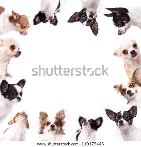 Isolate a circle group of chihuahuas looking at the center of picture