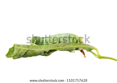 Green caterpillar of Orthosia incerta on leaf isolated on white background