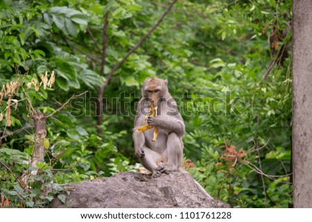 monkey sit on the rock and eating banana