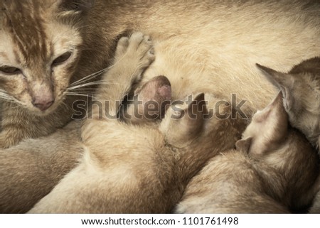 Cute portrait young cats eating mother's milk on vintage picture style.