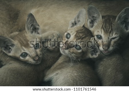 Cute portrait young cats eating mother's milk on vintage picture style.