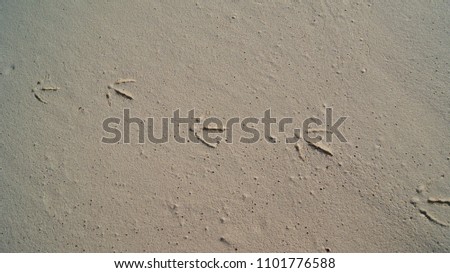 steps of a bird in the sand 