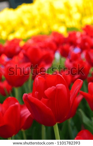 Beautiful tulips in the garden.