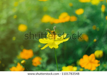 Bee on Yellow cosmos flower blooming in the field with sunlight background.