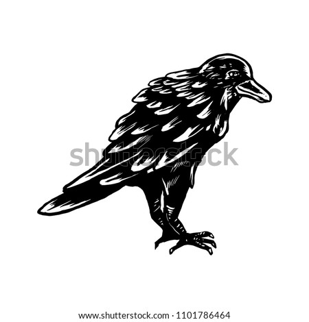 Crows Black Illustration