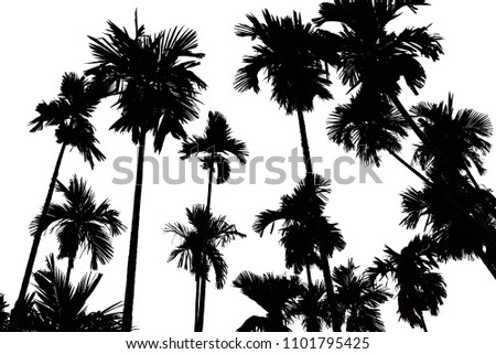 Black palm tree on White Background