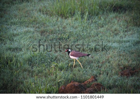 A Red-wattled Lapwing bird in Udawalawe National Park in the south of Sri Lanka