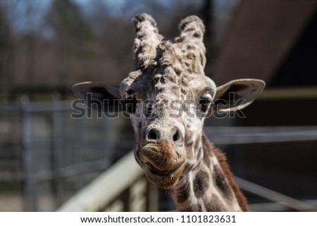 Giraffe Stock Photo 