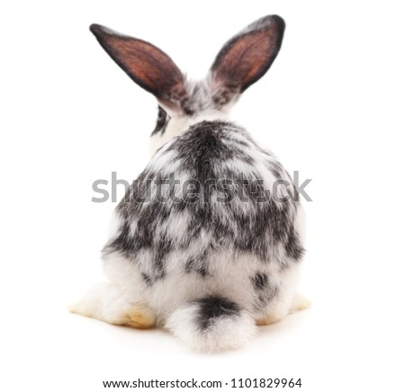 One black rabbit with white spots isolated on a white background.