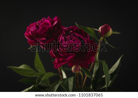 Large purple peony with green leaves on a dark background
