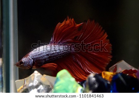 red  fighting fish
