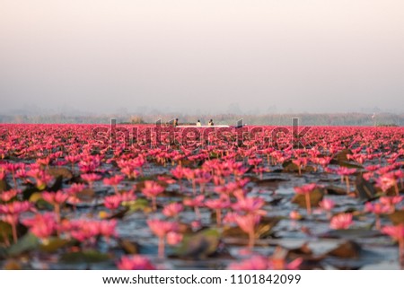 Red lotus sea is the most famous attraction of Udonthani, Located province in northeast region of thailand.