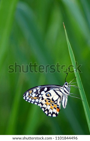 Lime butterfly. Selective focus, blurred nature background, copy space.