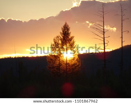 Landscape: a flaming sunset through the branches of a tree
