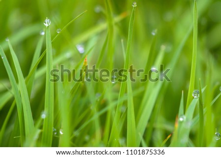 There are droplets of green rice seedlings
