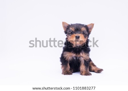 Little Yorkie stand on the white background , Yorkshire terrier small size have a good health 
