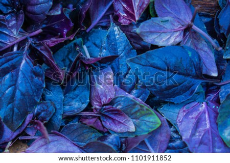 Purple basil on a wooden background for screen saver background wallpaper