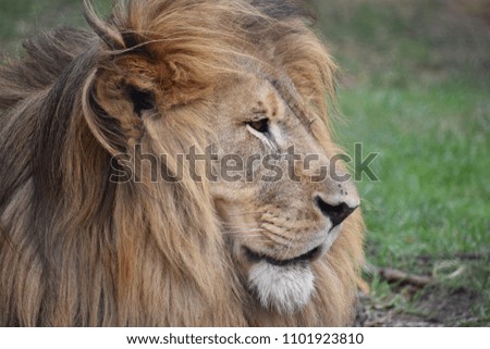 Beautiful portrait of a big lion in South Africa