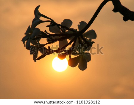 silhouette with flower
