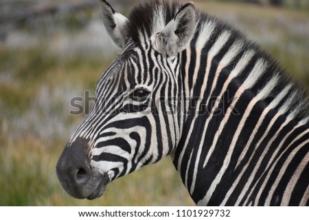 Portrait of a beautiful zebra on a meadow in South Africa Royalty-Free Stock Photo #1101929732