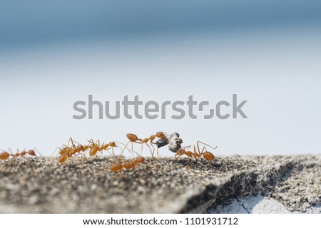 Ants carrying a food