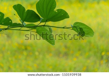 Orchid Tree, Phanera purpurea or Bauhinia purpurea L.. Fresh green leaves veined textures against sunlight on yellow flower field background. 