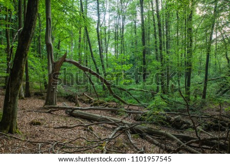 Fallen tree nature