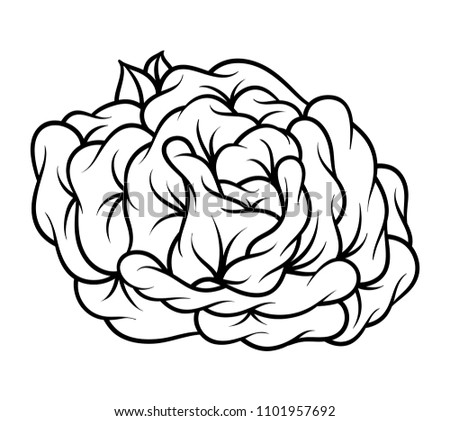 Flower rose, black and white. Isolated on white background.
