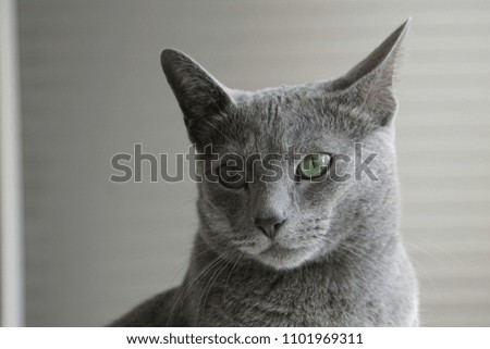 Russian Blue Cat close up face