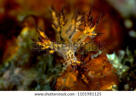Sea slug Dendronotus regius. Picture was taken in Anilao, Philippines
