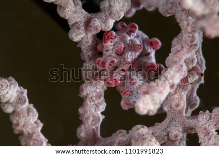 Pygmy seahorse  also known as Bargibant's seahorse (Hippocampus bargibanti). Picture was taken in Anilao, Philippines