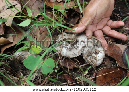 
Farmers are collecting wild mushrooms in the rainy season