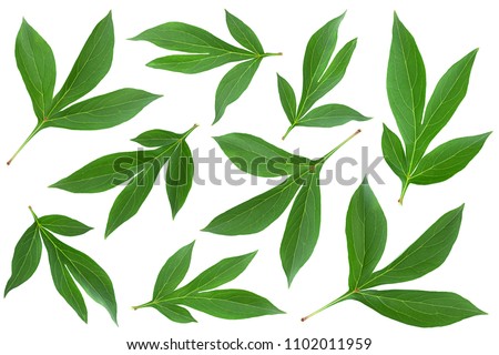 Peony leaf set closeup isolated on white background