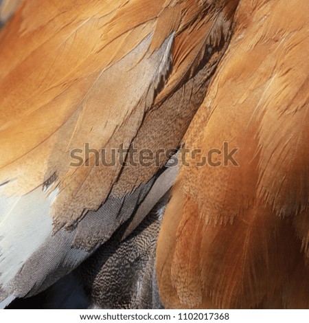 Feathers on the wings of a duck as a background