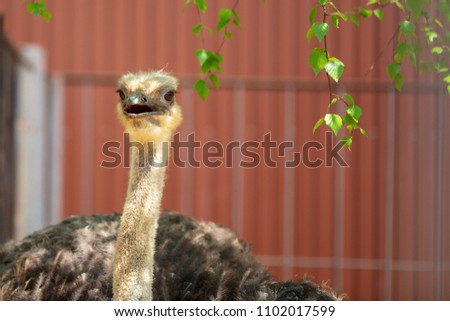 Portrait of an ostrich at the zoo