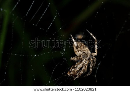 closeup shot of spider in web
